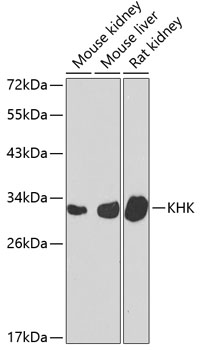 KHK Rabbit pAb