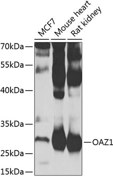 OAZ1 Rabbit pAb