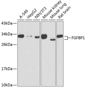 FGFBP1 Rabbit pAb