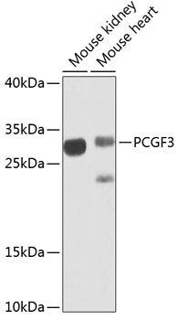 PCGF3 Rabbit pAb