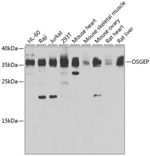 OSGEP Rabbit pAb