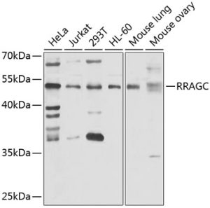RRAGC Rabbit pAb