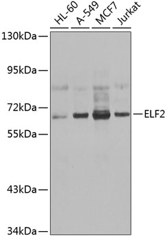 ELF2 Rabbit pAb