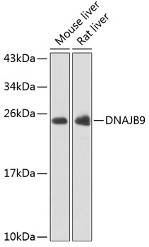 DNAJB9 Rabbit pAb
