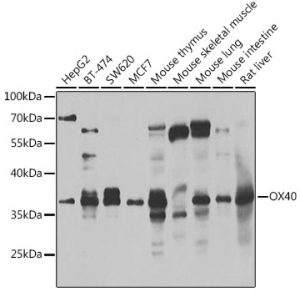 CD134/OX40 Rabbit pAb