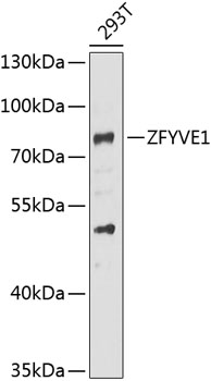 ZFYVE1 Rabbit pAb
