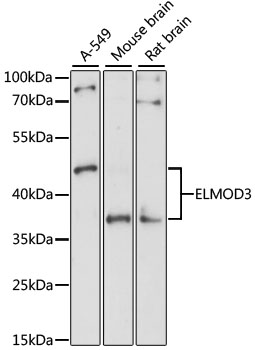 ELMOD3 Rabbit pAb