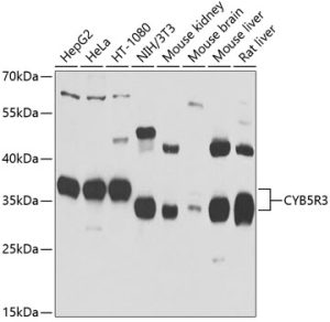CYB5R3 Rabbit pAb