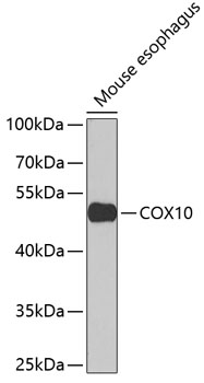 COX10 Rabbit pAb