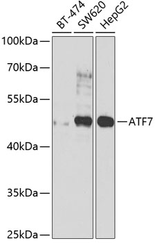 ATF7 Rabbit pAb