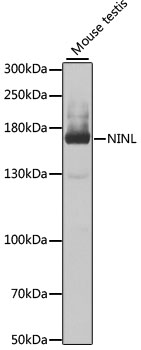 NINL Rabbit pAb