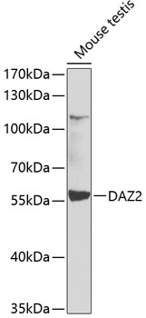 DAZ2 Rabbit pAb