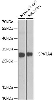 SPATA4 Rabbit pAb