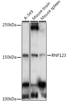 RNF123 Rabbit pAb