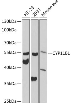 CYP11B1 Rabbit pAb
