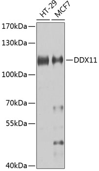 DDX11 Rabbit pAb