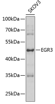 EGR3 Rabbit pAb