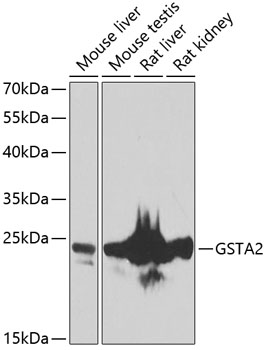 GSTA2 Rabbit pAb