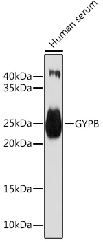 GYPB Rabbit pAb