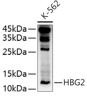 HBG2 Rabbit pAb