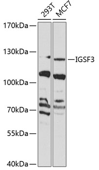IGSF3 Rabbit pAb