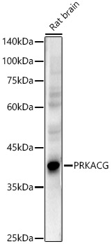 PRKACG Rabbit pAb