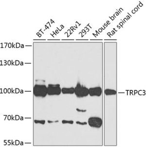 TRPC3 Rabbit pAb