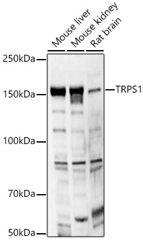 TRPS1 Rabbit pAb