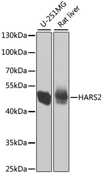 HARS2 Rabbit pAb