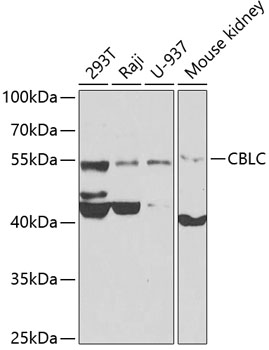 CBLC Rabbit pAb
