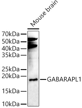 GABARAPL1 Rabbit pAb