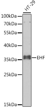 EHF Rabbit pAb