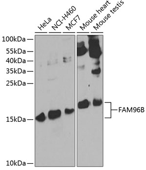 FAM96B Rabbit pAb