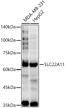 SLC22A11 Rabbit pAb