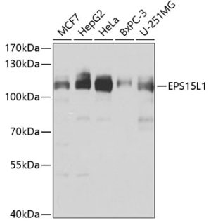 EPS15L1 Rabbit pAb