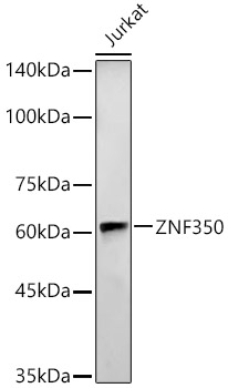 ZNF350 Rabbit pAb