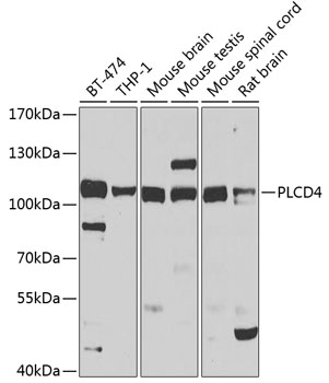 PLCD4 Rabbit pAb
