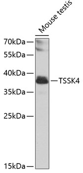 TSSK4 Rabbit pAb