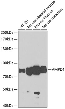 AMPD1 Rabbit pAb