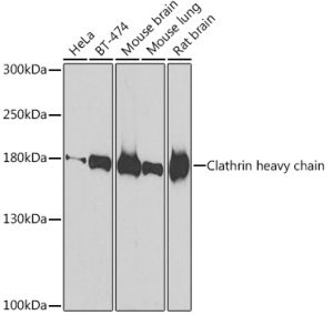 Clathrin heavy chain Rabbit pAb
