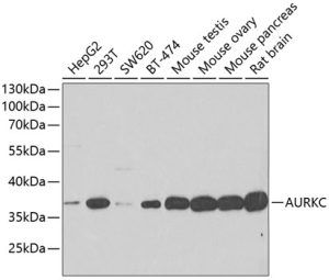 AURKC Rabbit pAb