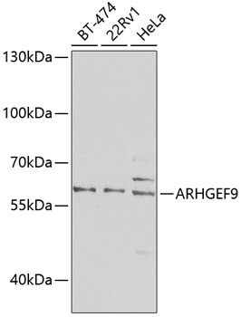 ARHGEF9 Rabbit pAb