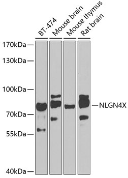 NLGN4X Rabbit pAb