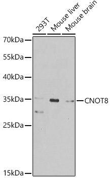 CNOT8 Rabbit pAb