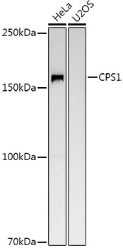 CPS1 Rabbit pAb
