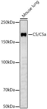C5/C5a Rabbit pAb