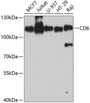 CD6 Rabbit pAb