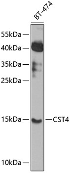 CST4 Rabbit pAb