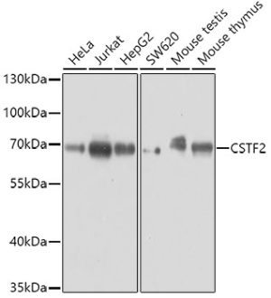 CSTF2 Rabbit pAb