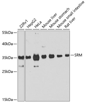 SRM Rabbit pAb